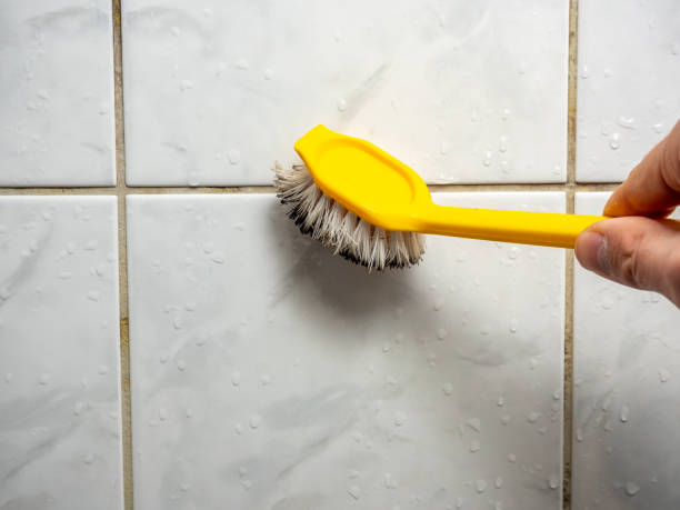 Best Best Mold Removal Companies  in Loves Park, IL