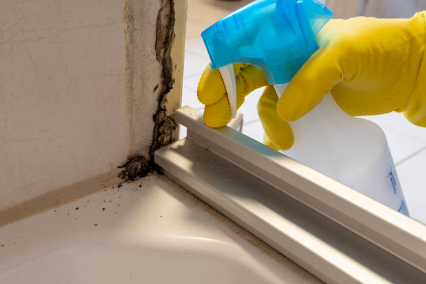 Best Residential Mold Removal  in Loves Park, IL