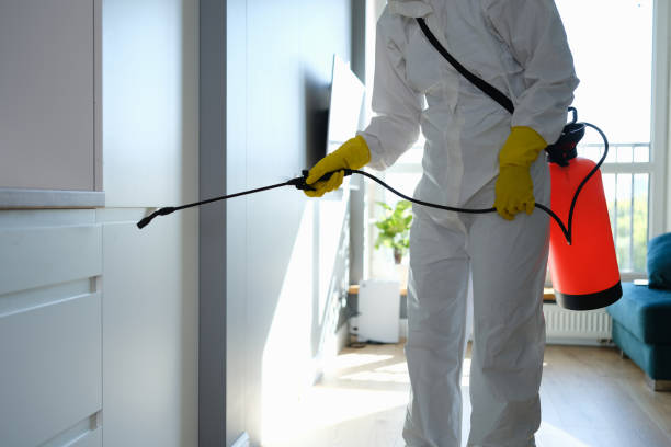 Trusted Loves Park, IL Mold Removal Experts