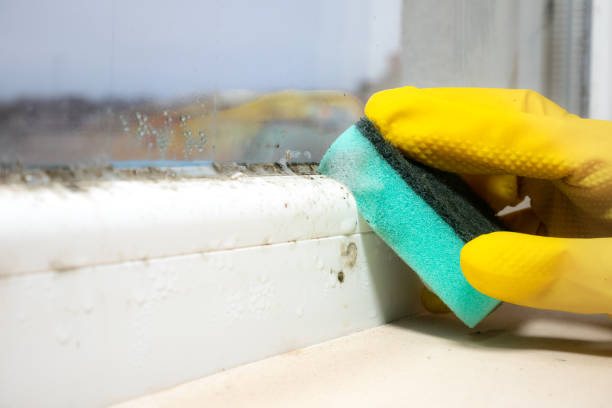 Mold Testing and Removal in Loves Park, IL