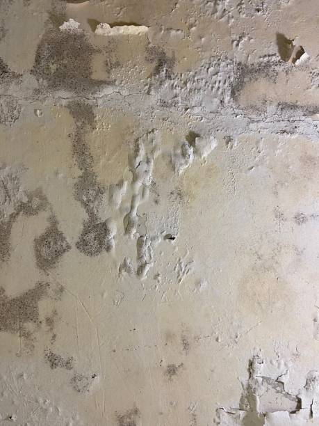 Best Mold Removal Company Near Me  in Loves Park, IL
