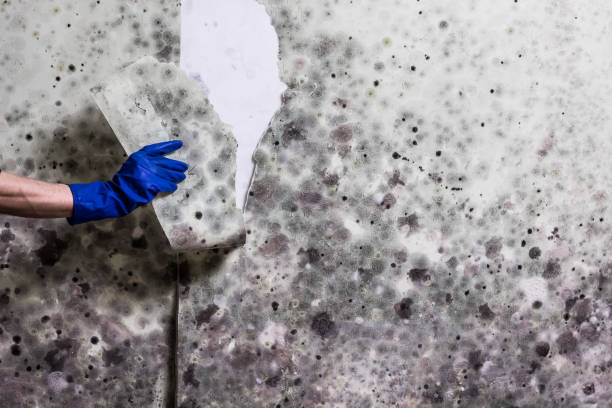 Best Mold Testing and Removal  in Loves Park, IL