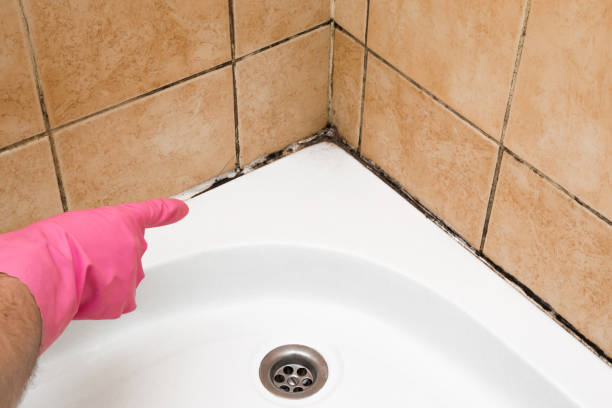 Best Residential Mold Removal  in Loves Park, IL
